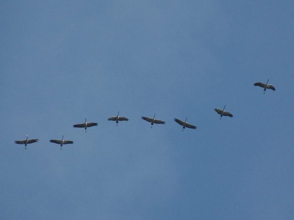 Kraanvogels. Vogelreis Agro Natura