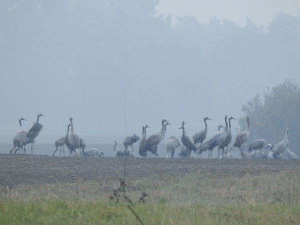 Kraanvogels op een akker bij Rügen. Vogelreis Agro Natura
