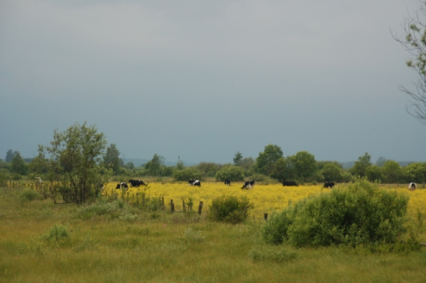 Koeien bij de Biebrzamoerassen, Agro Natura Noordoost Polen specialist