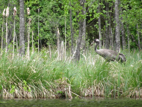 Kraanvogel gezien vanuit de kano, Agro Natura kanoreizen