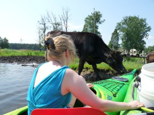 Biebrzamoerassen Koeien bij de kano