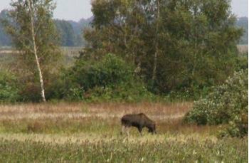 Eland in de Biebrzamoerassen Agro Natura Noordoost Polen specialist