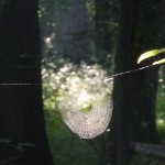 Spinnenweb in oerbos van Bialowieza
