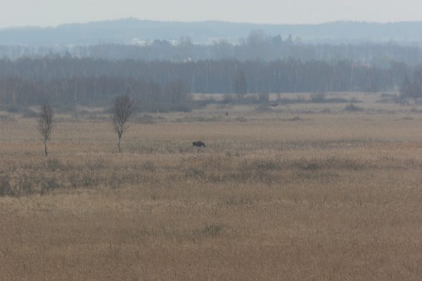 Polen, vogelreis Biebrzamoerassen en oerbos van Bialowieza