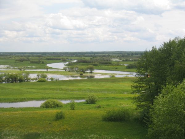 Polen, vogelreis Biebrzamoerassen en oerbos van Bialowieza