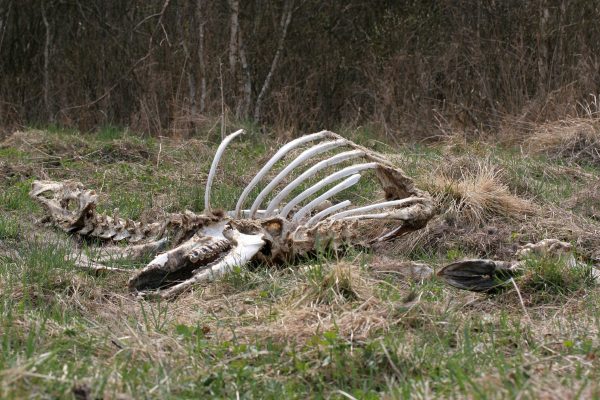 skelet van een eland, Biebrzamoerassen, natuurreis Agro Natura