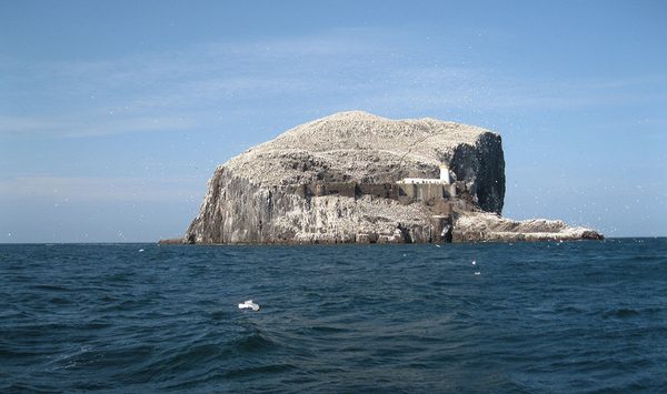 Engeland-Schotland, vogelreis Farne Islands, Bass Rock, Cheviot Hills
