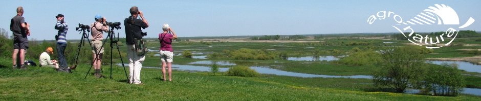 Vogelskijken bij de Biebrzamoerassen in Noordoost Polen. Vogelreis Agro Natura