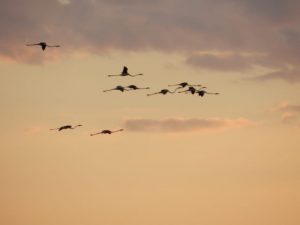 Frankrijk: vogelreis Camargue, Crau, Gorges en Causses
