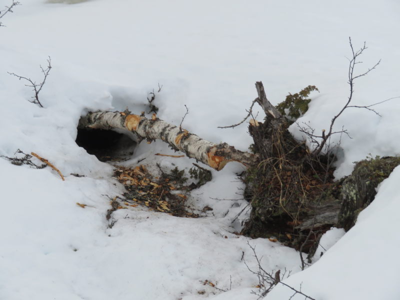 Verse knaagsporen van bever in de winter in de sneeuw