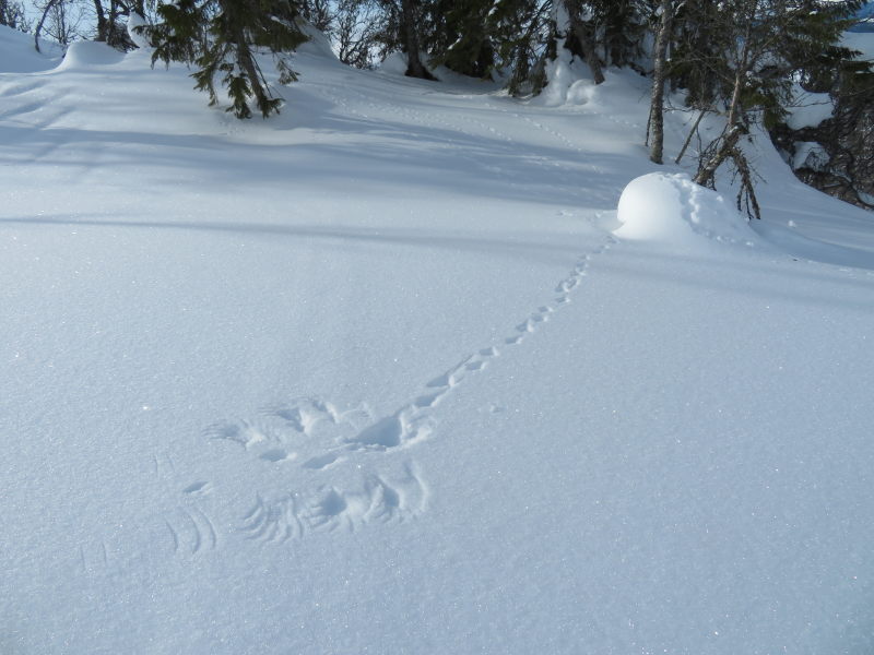 Spoor en vleugelafdruk in sneeuw van sneeuwhoen